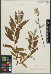 Foto von Salix argyracea E. L. Wolf